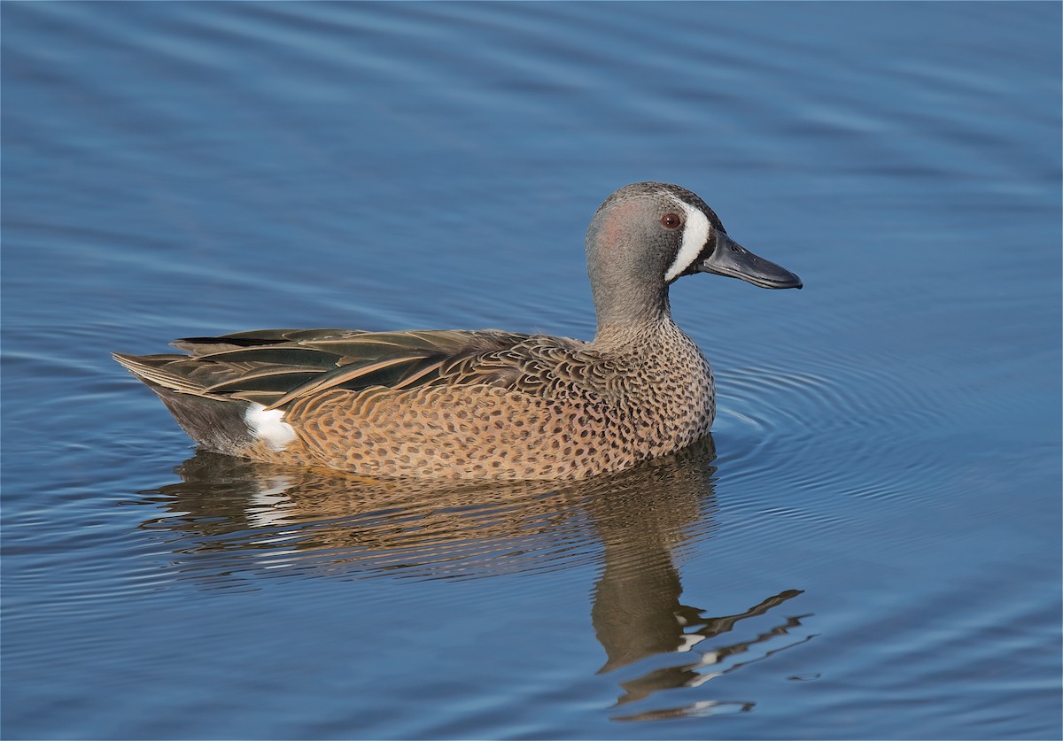 Blue-winged Teal - ML128123021