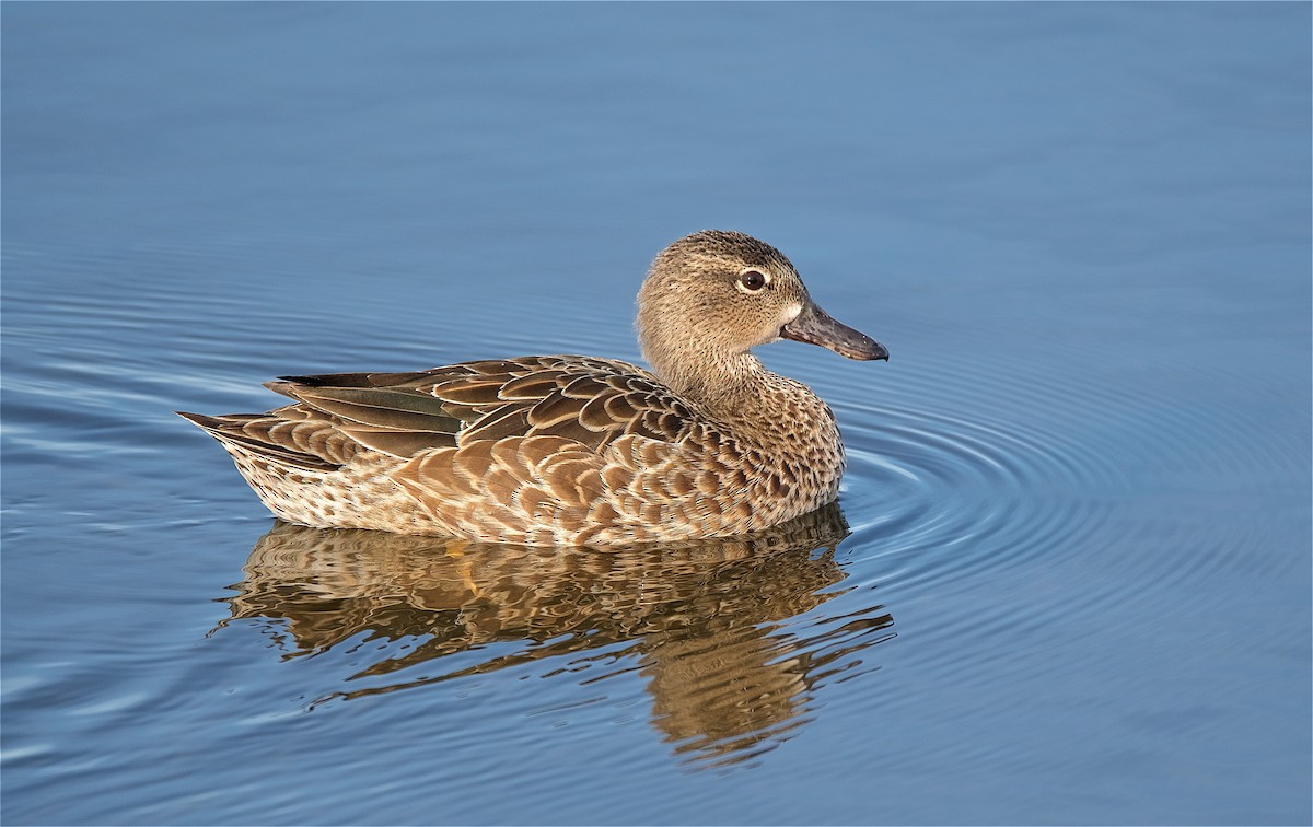 Blue-winged Teal - ML128123041