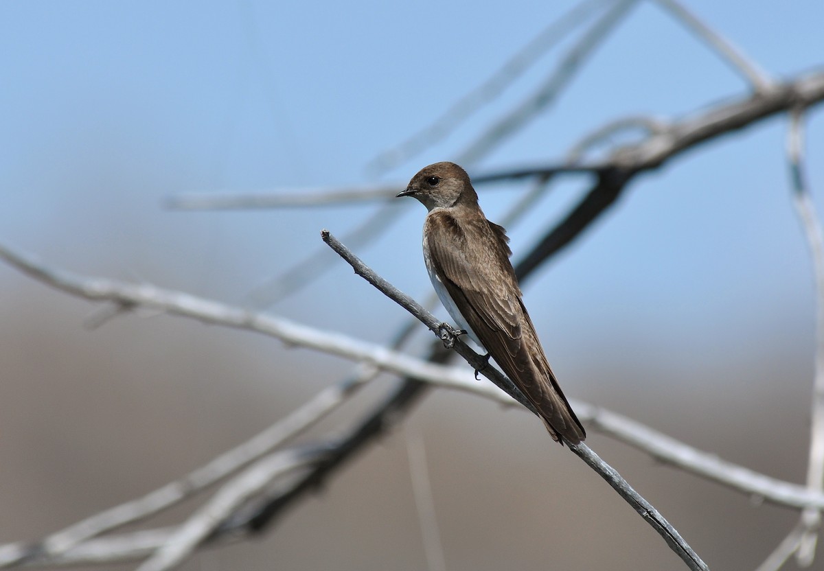 Northern Rough-winged Swallow - ML128123071