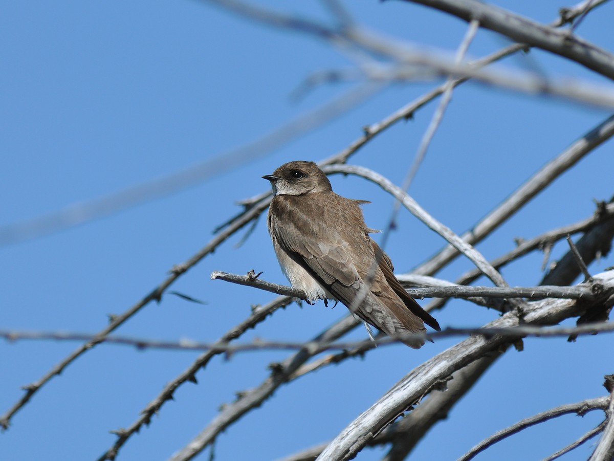 Northern Rough-winged Swallow - ML128123121