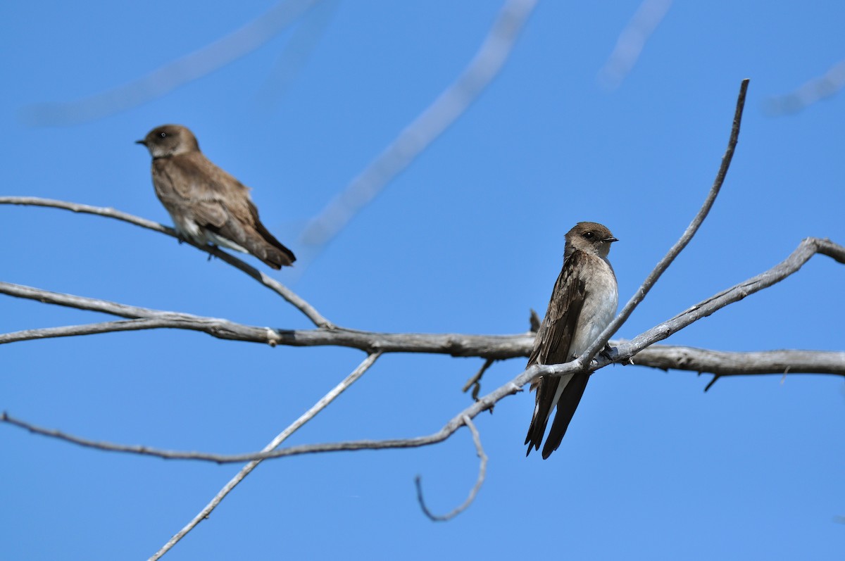 Northern Rough-winged Swallow - ML128123191