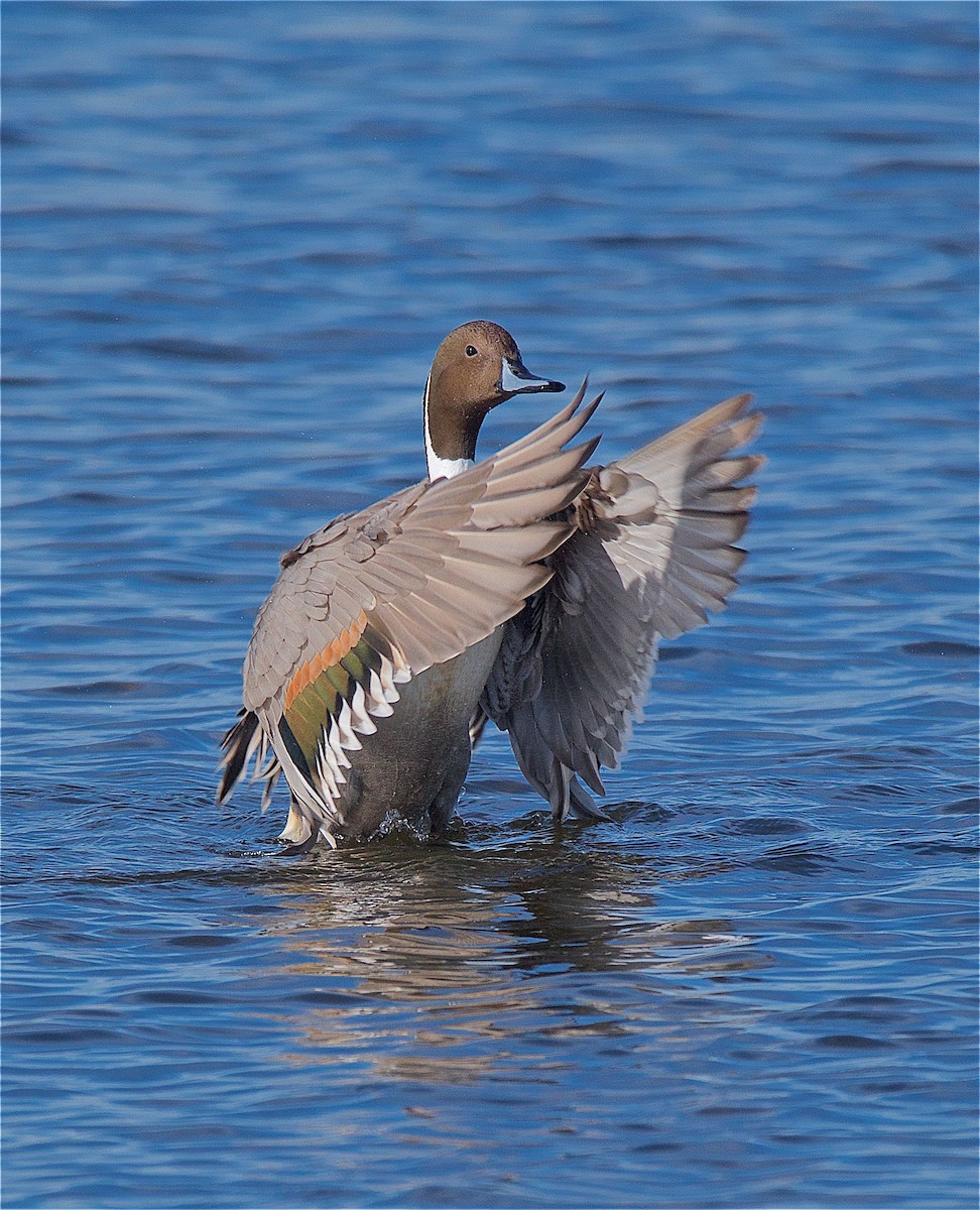 Northern Pintail - ML128123401