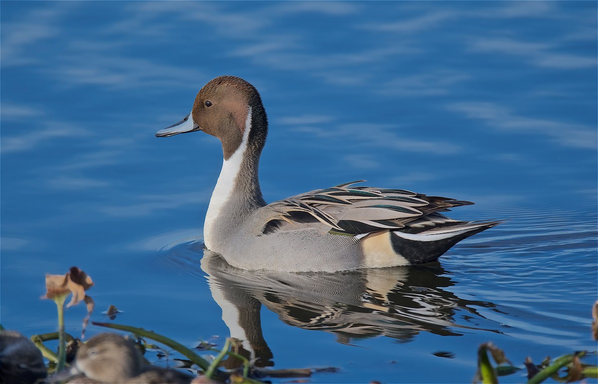 Northern Pintail - ML128123491