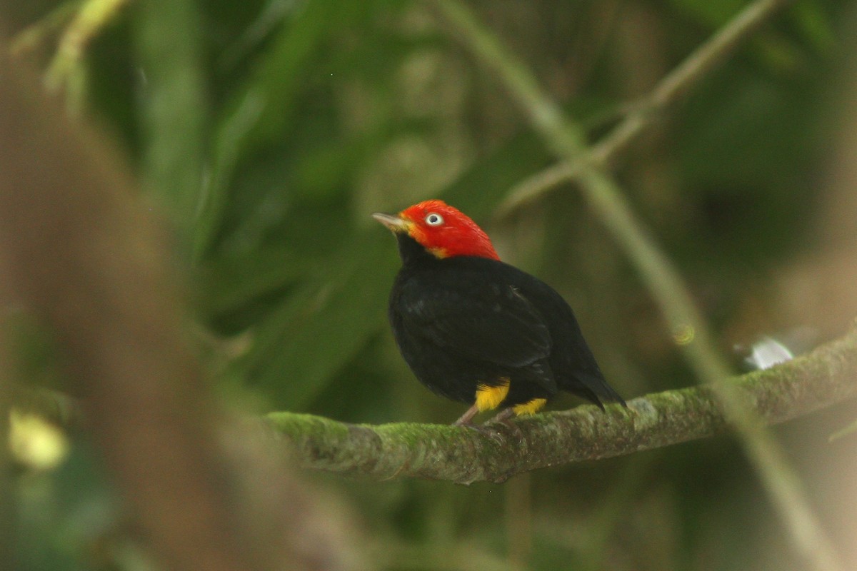 Red-capped Manakin - ML128123591