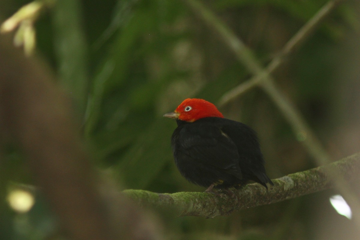Red-capped Manakin - ML128123621