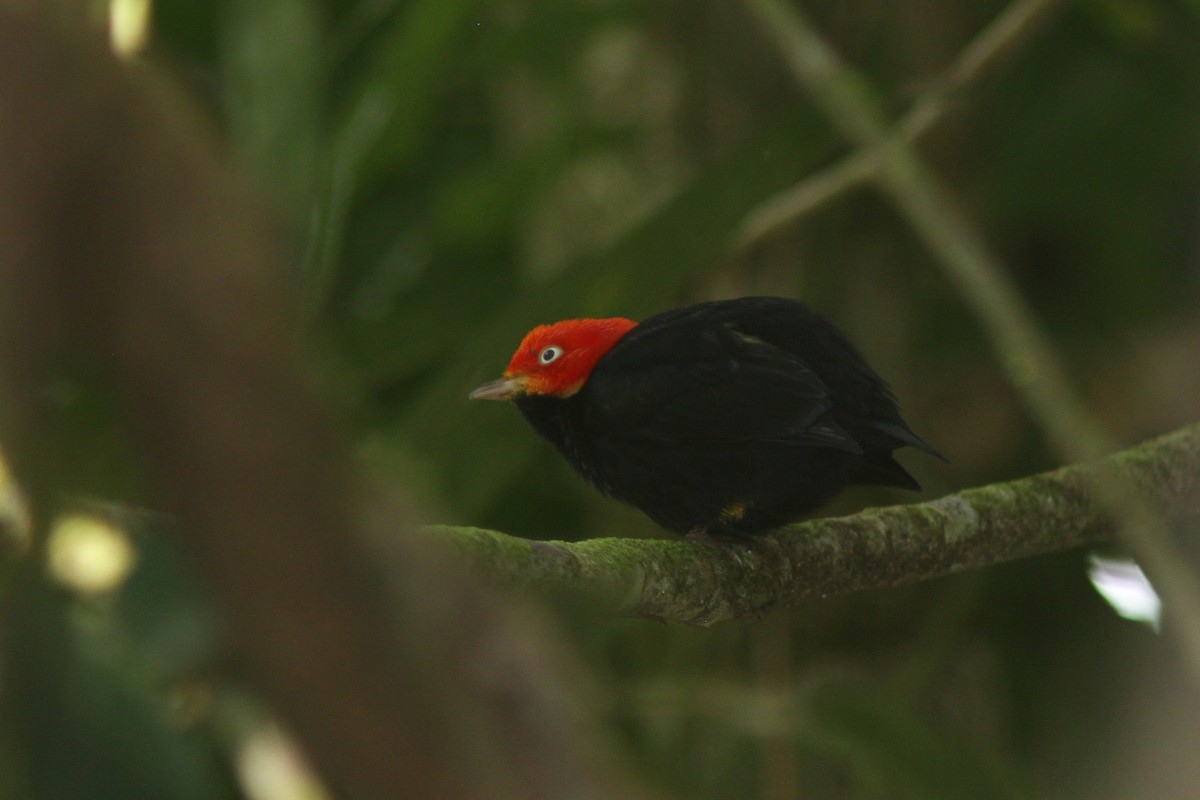 Red-capped Manakin - ML128123661