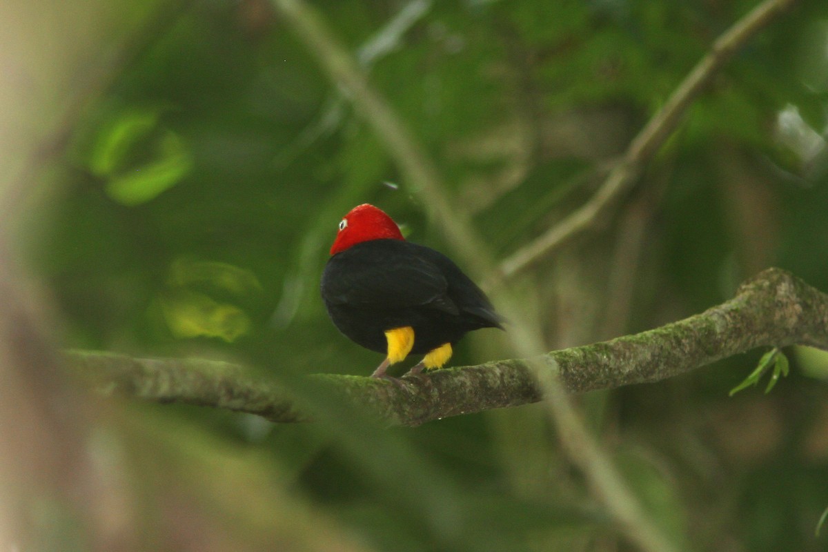 Red-capped Manakin - ML128123681