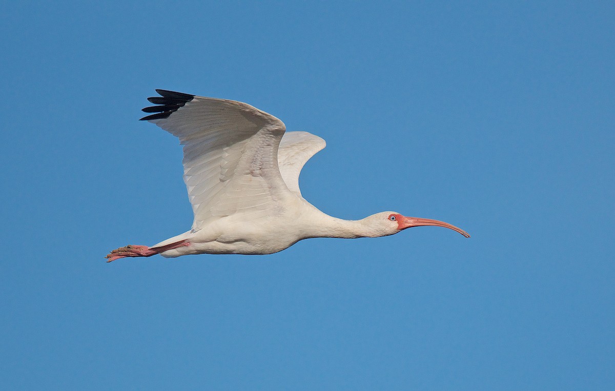 White Ibis - ML128123971