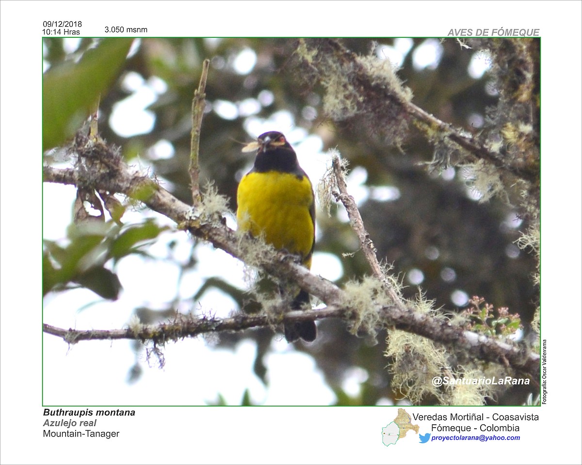 Hooded Mountain Tanager - ML128126501