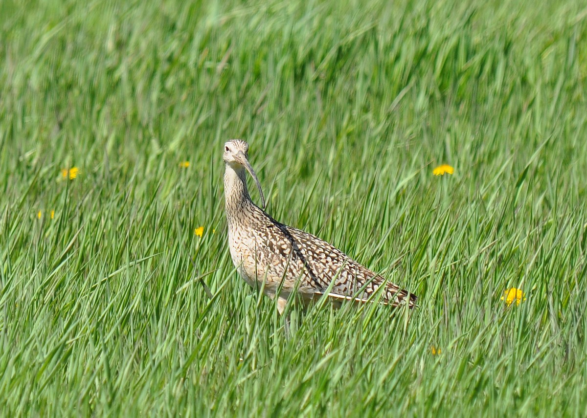 Long-billed Curlew - ML128127181