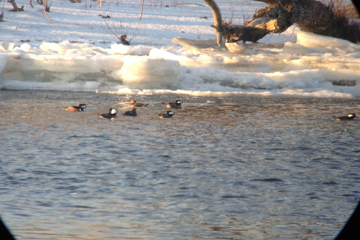 מרגון מקושט - ML128127601