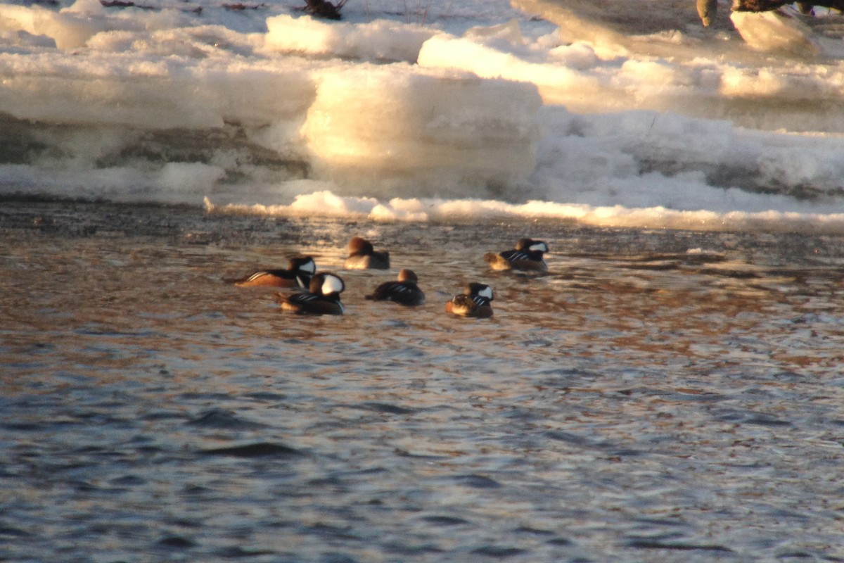 מרגון מקושט - ML128127671