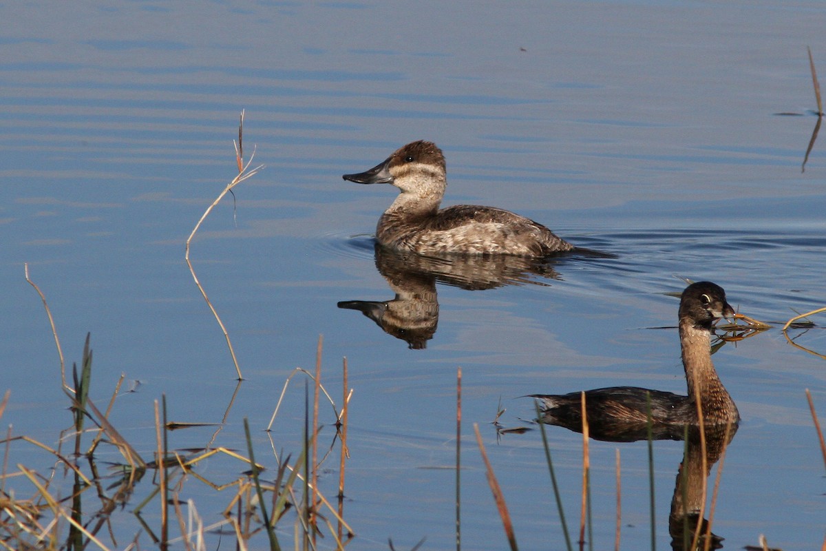 Ruddy Duck - ML128130691