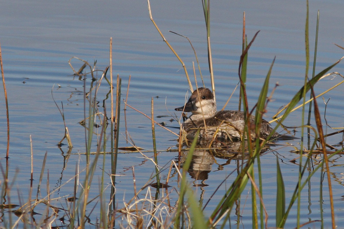 Ruddy Duck - ML128130711