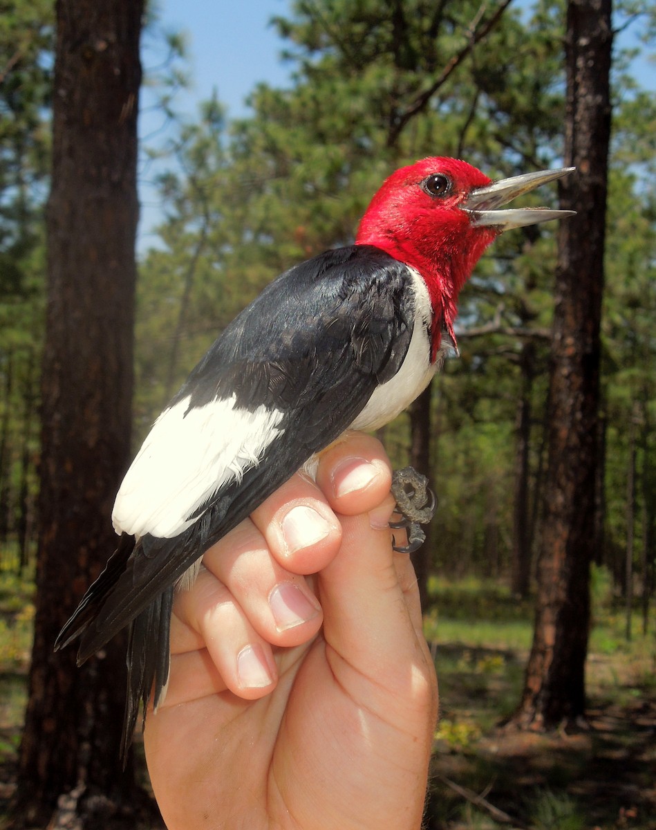 Red-headed Woodpecker - ML128130811