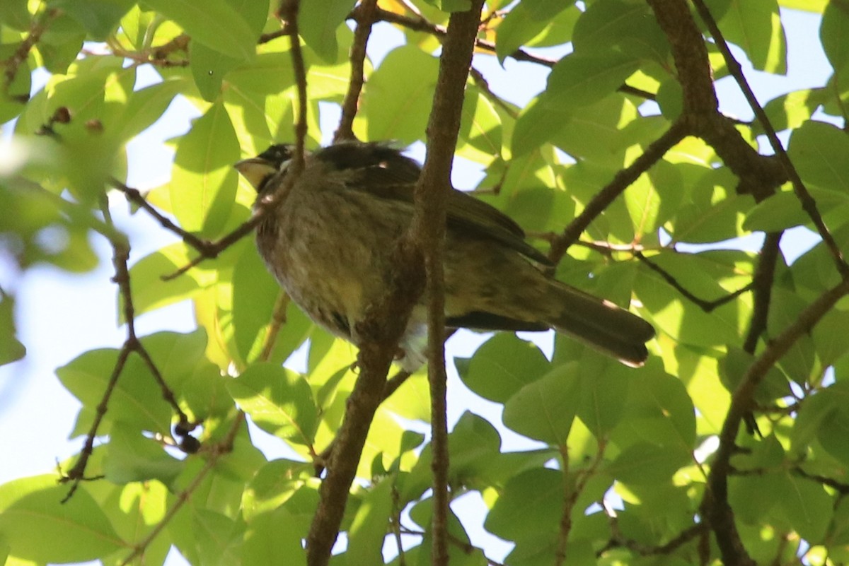 Thick-billed Seedeater - ML128135491