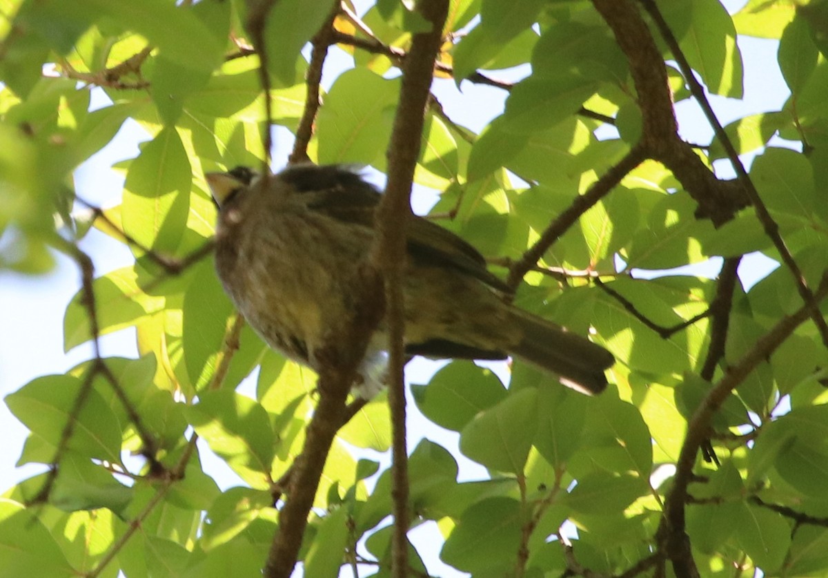 Thick-billed Seedeater - ML128135501