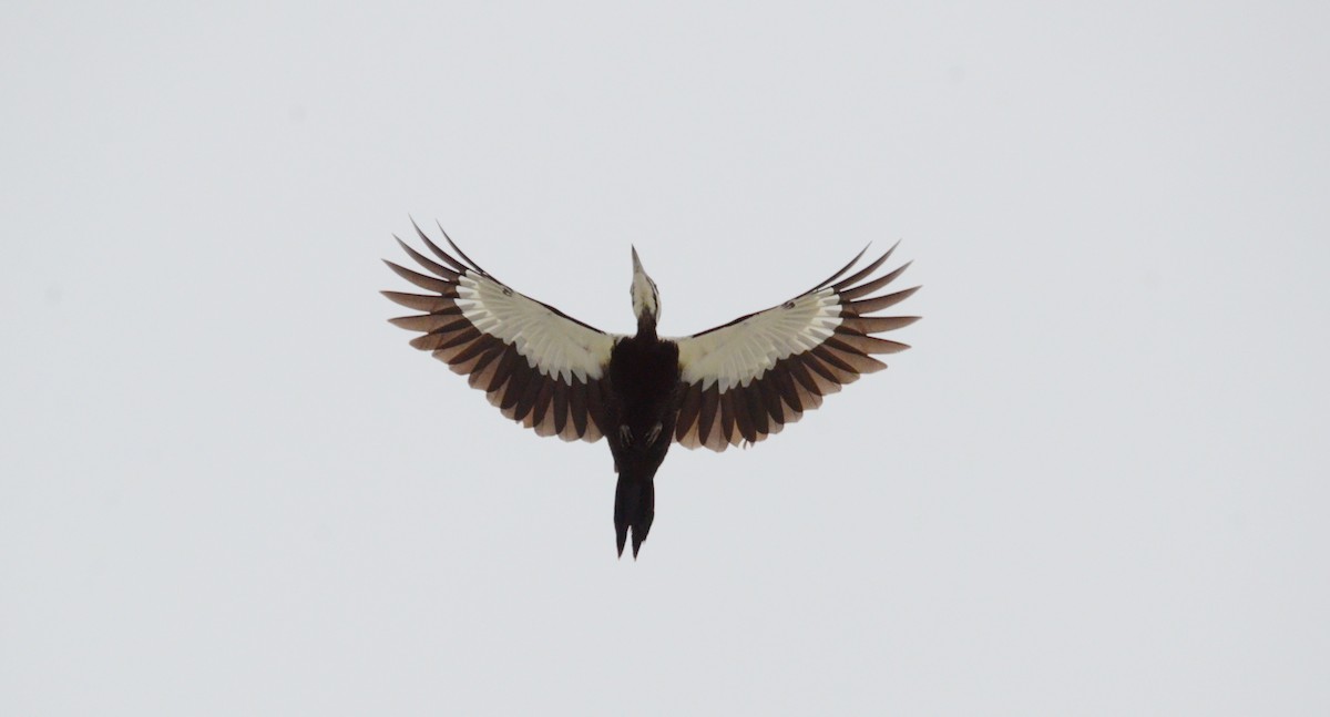 Pileated Woodpecker - ML128137011
