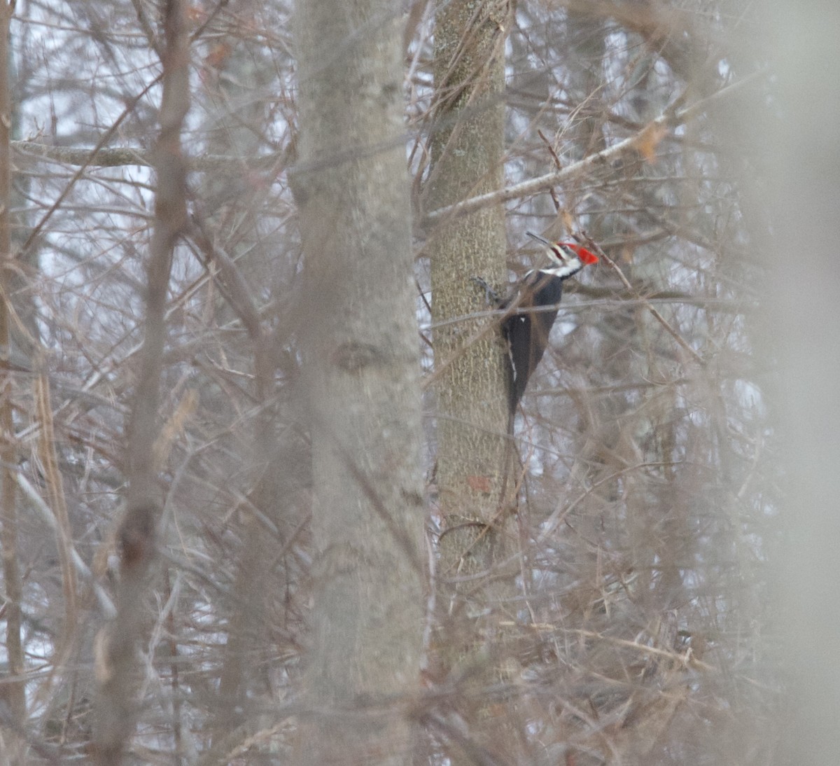 Pileated Woodpecker - ML128137021
