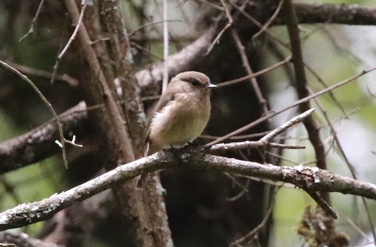 African Dusky Flycatcher - ML128137501