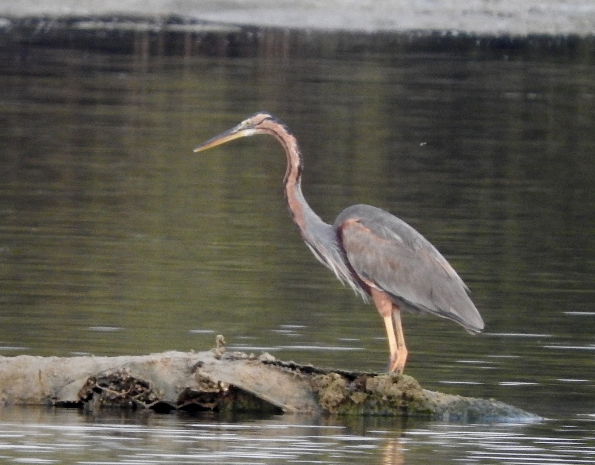 Purple Heron - ML128137541