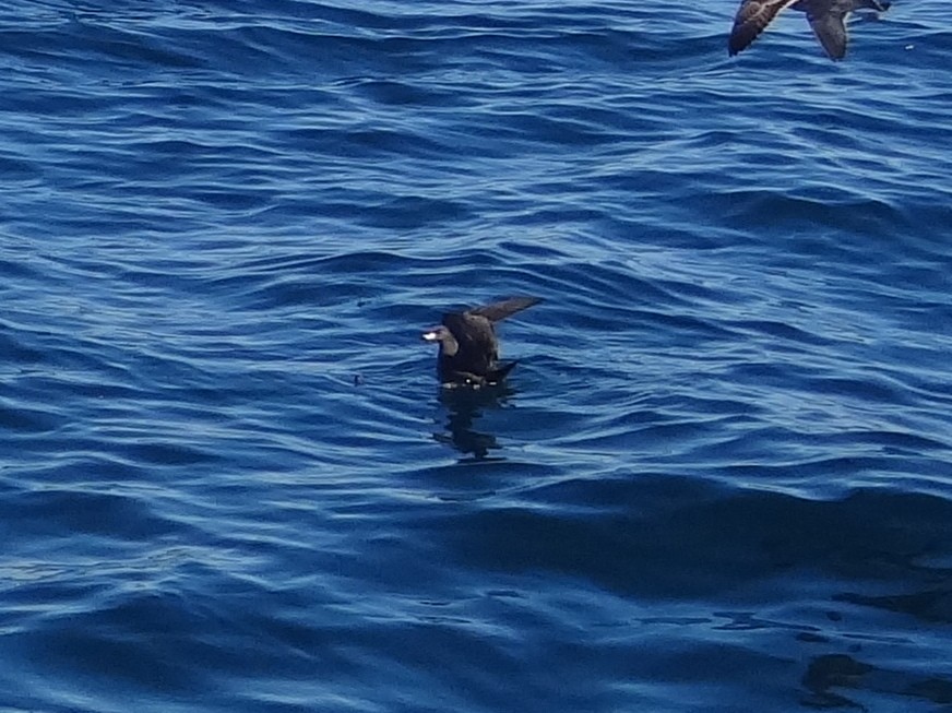 Flesh-footed Shearwater - ML128138071