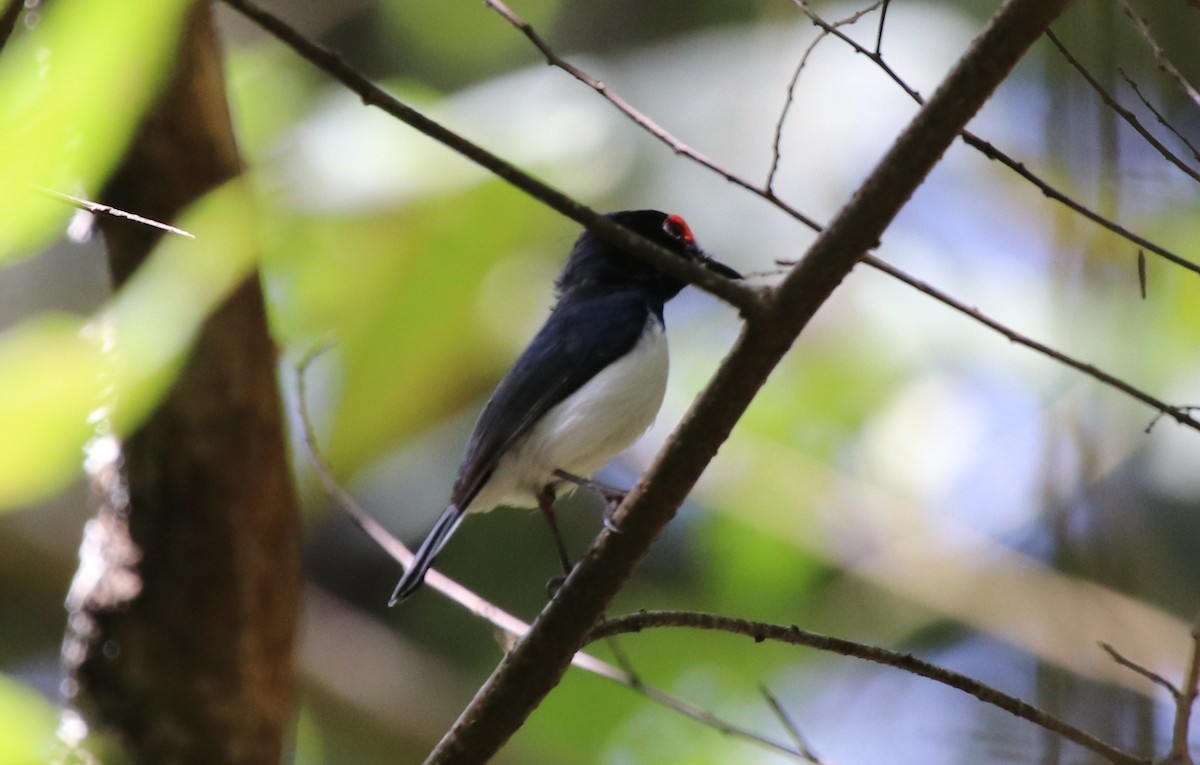 Black-throated Wattle-eye - ML128138191