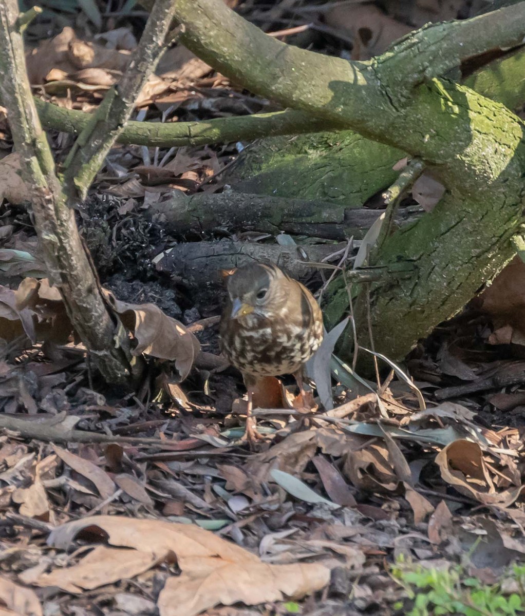 Fox Sparrow - Maury Swoveland