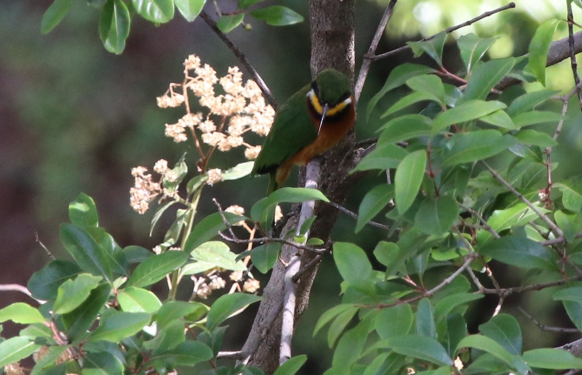 Cinnamon-chested Bee-eater - ML128138571