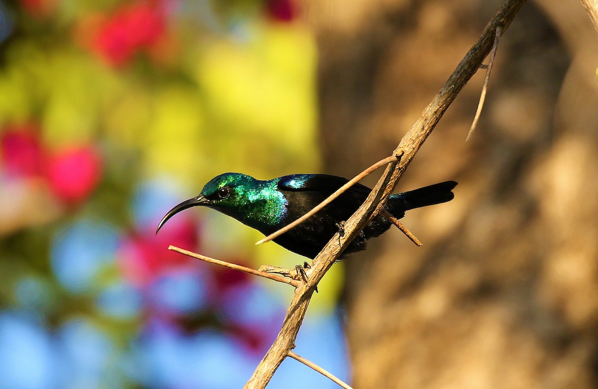 Malagasy Sunbird - Carlos Sanchez