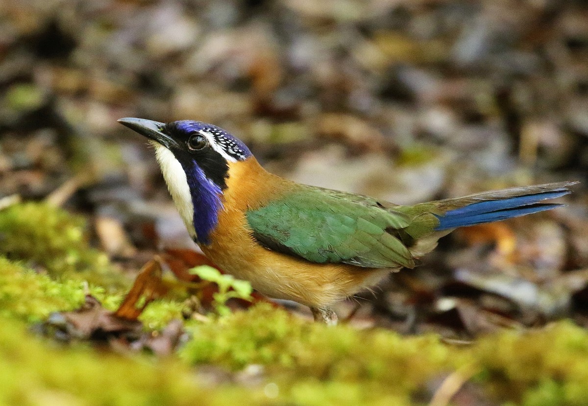 Carraca Terrestre Cabeciazul - ML128138831