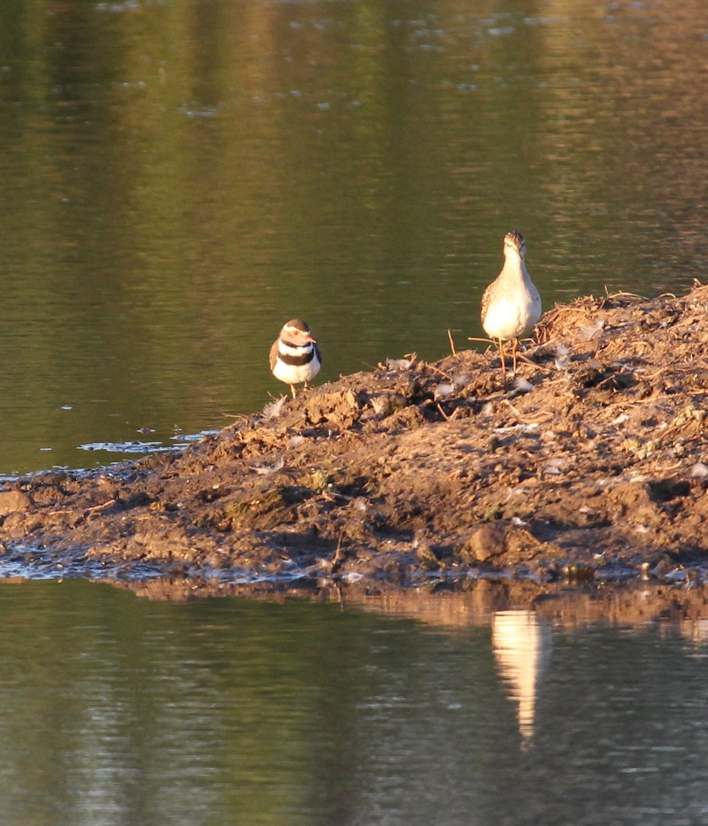 Three-banded Plover - ML128139491