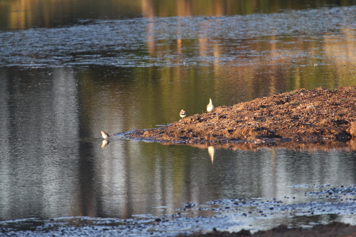 Three-banded Plover - ML128139551