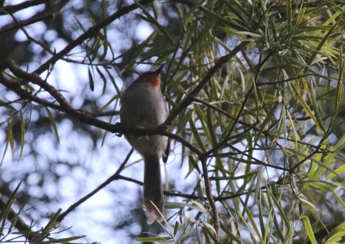 Chestnut-throated Apalis - ML128139581