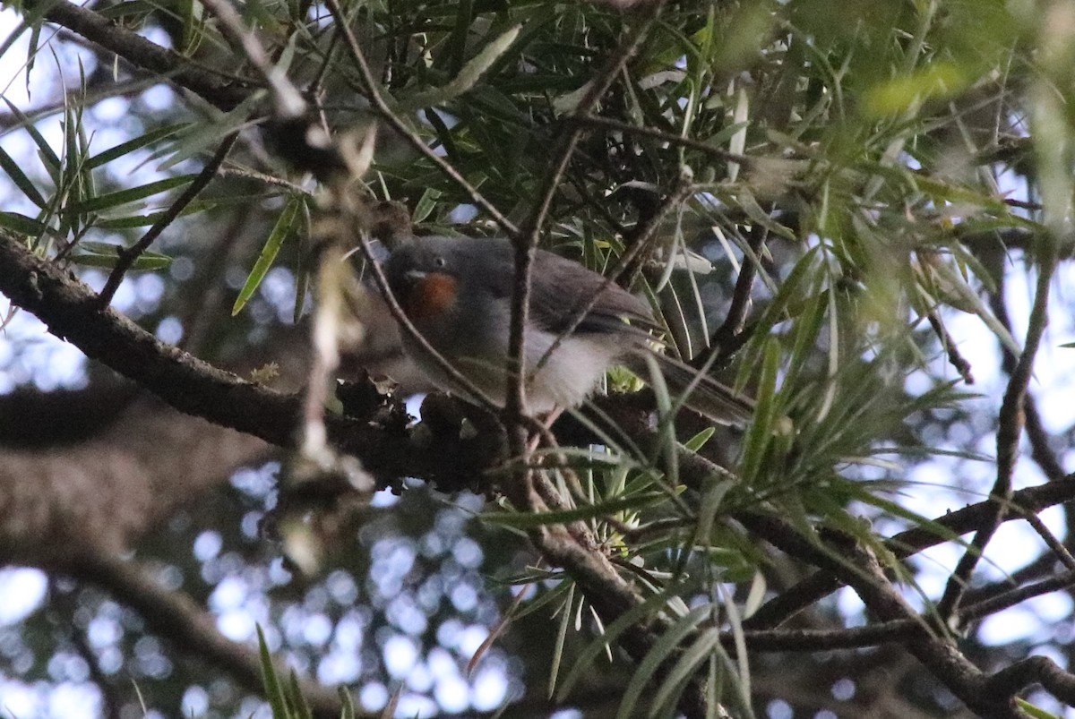 Chestnut-throated Apalis - ML128139611