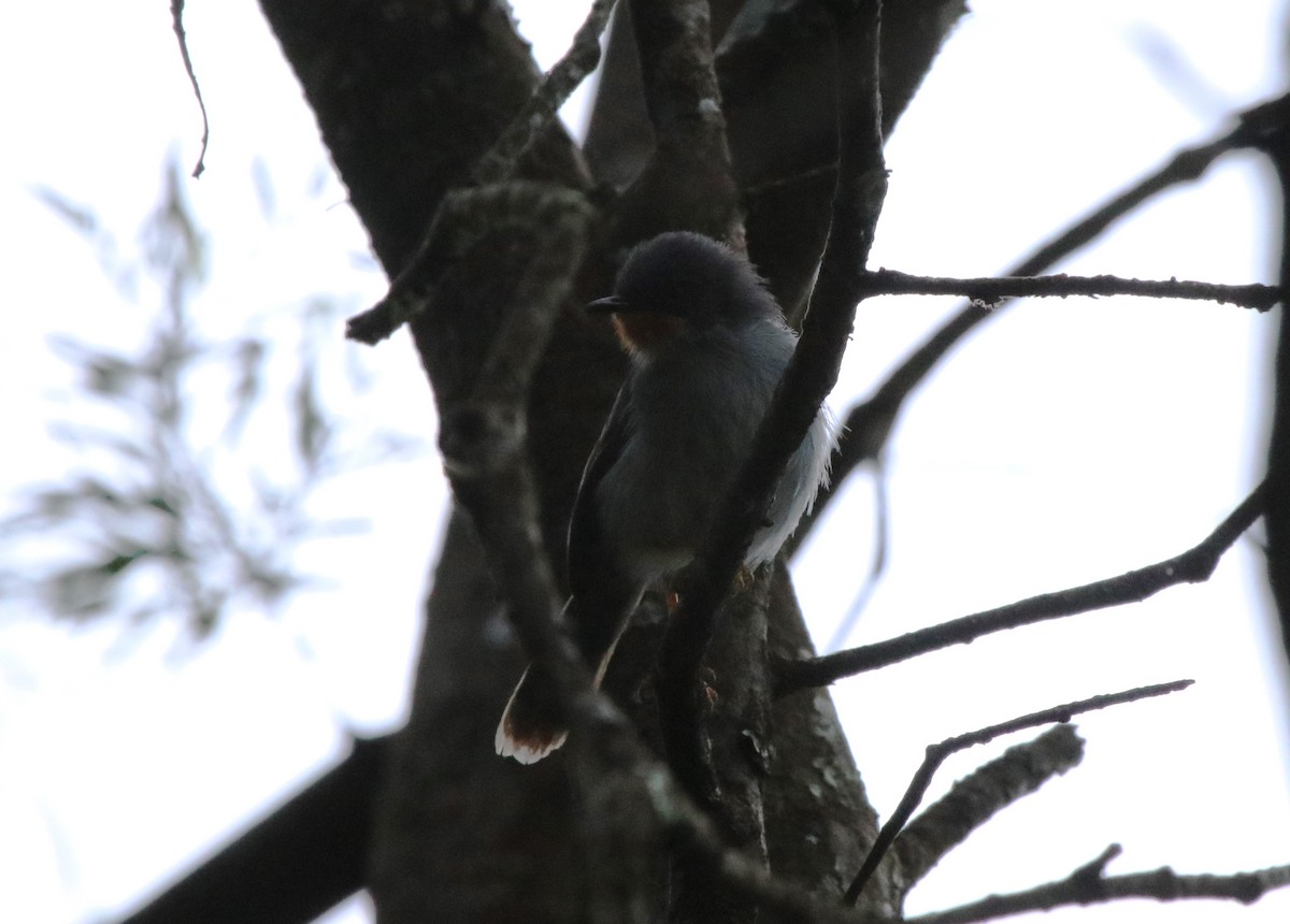 Chestnut-throated Apalis - ML128139651