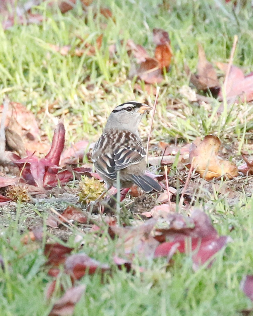 White-crowned Sparrow (Dark-lored) - Tito Gonzalez