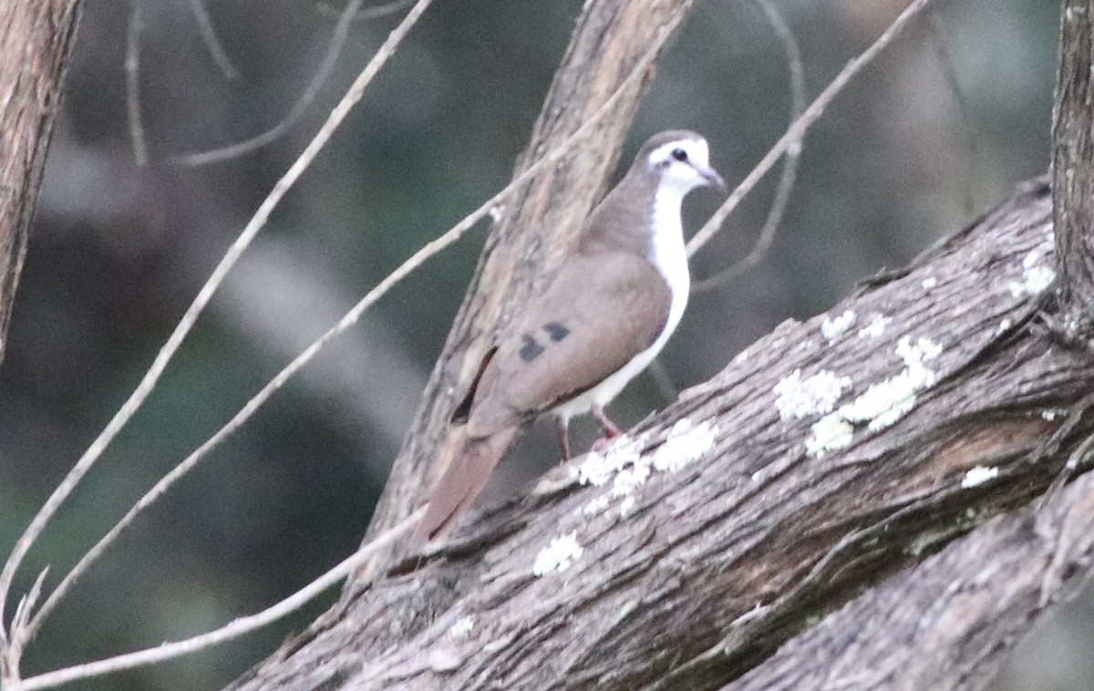 Tambourine Dove - ML128139801