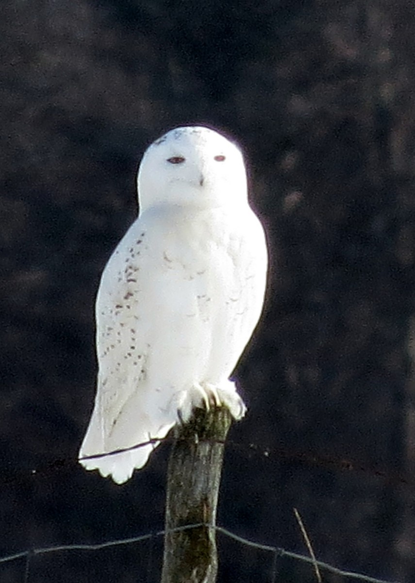 Snowy Owl - Anonymous