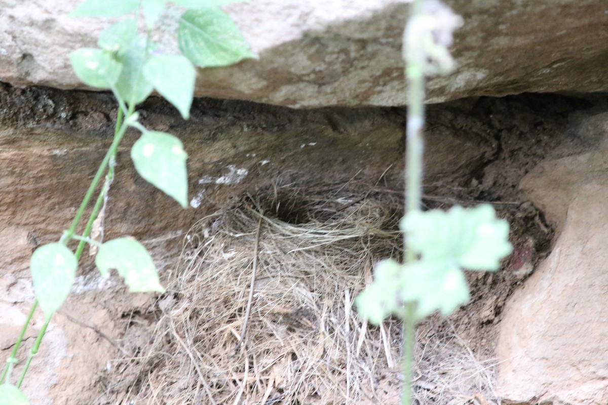 Mountain Wagtail - ML128139861