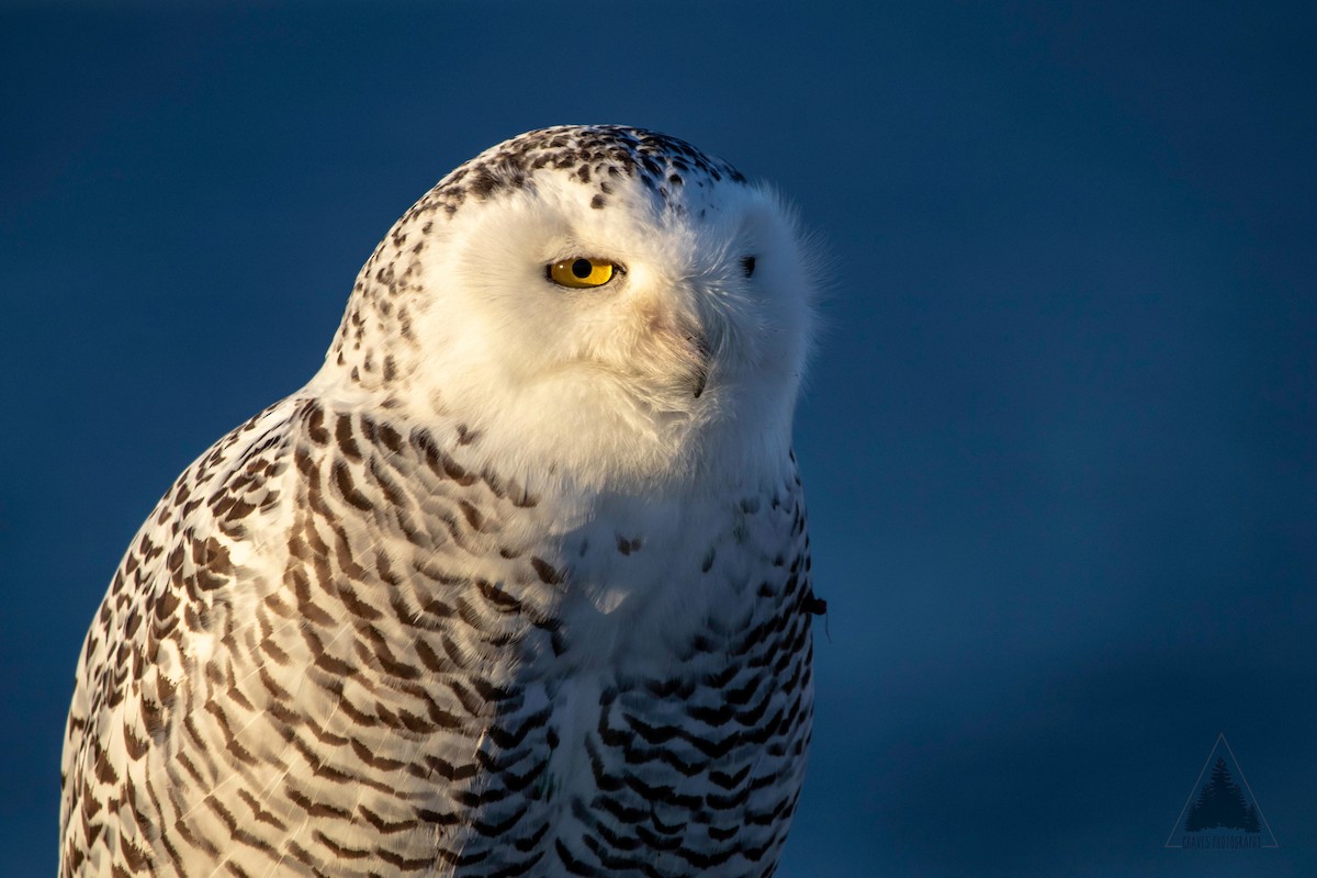 Snowy Owl - ML128140211