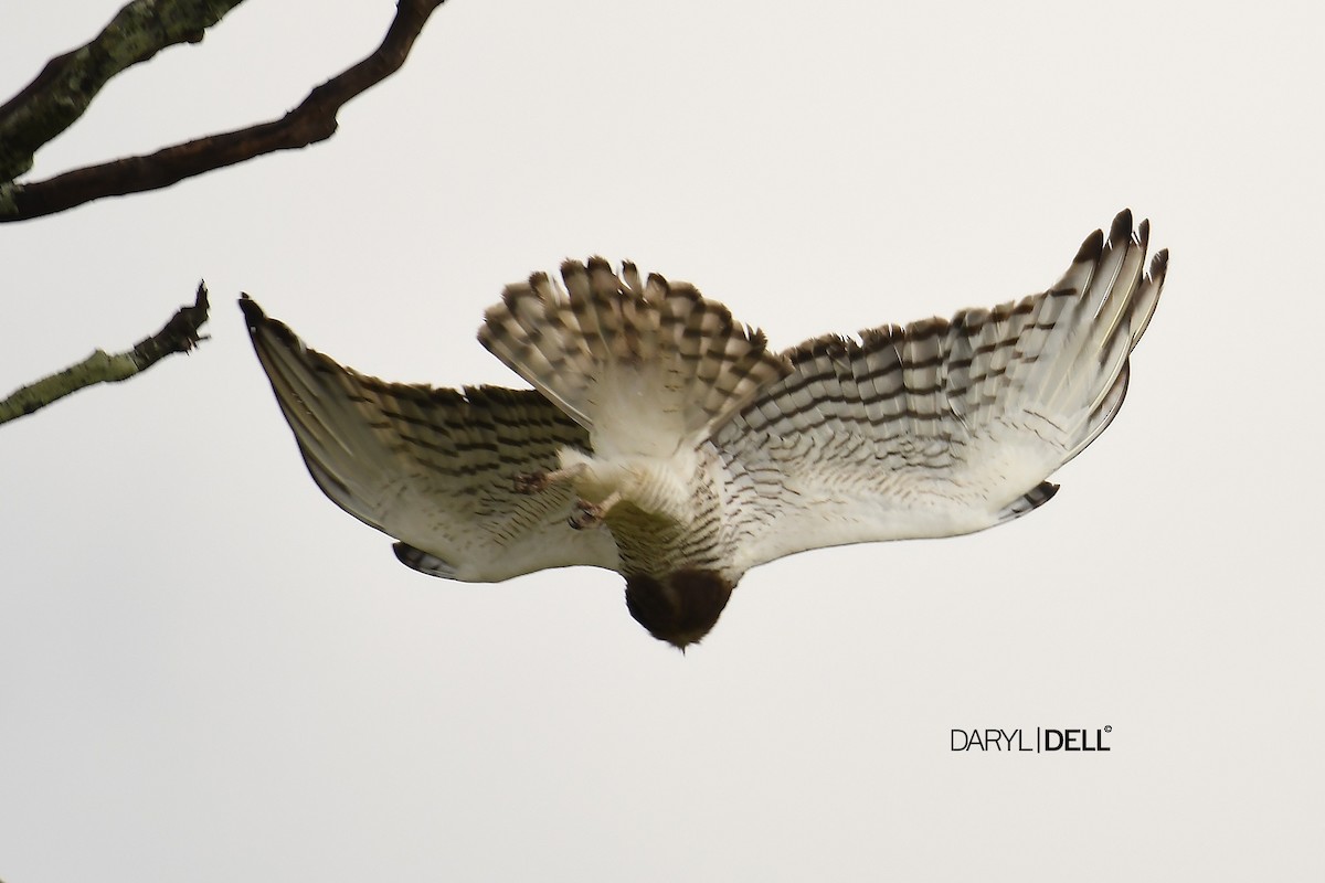 Beaudouin's Snake-Eagle - Daryl Dell