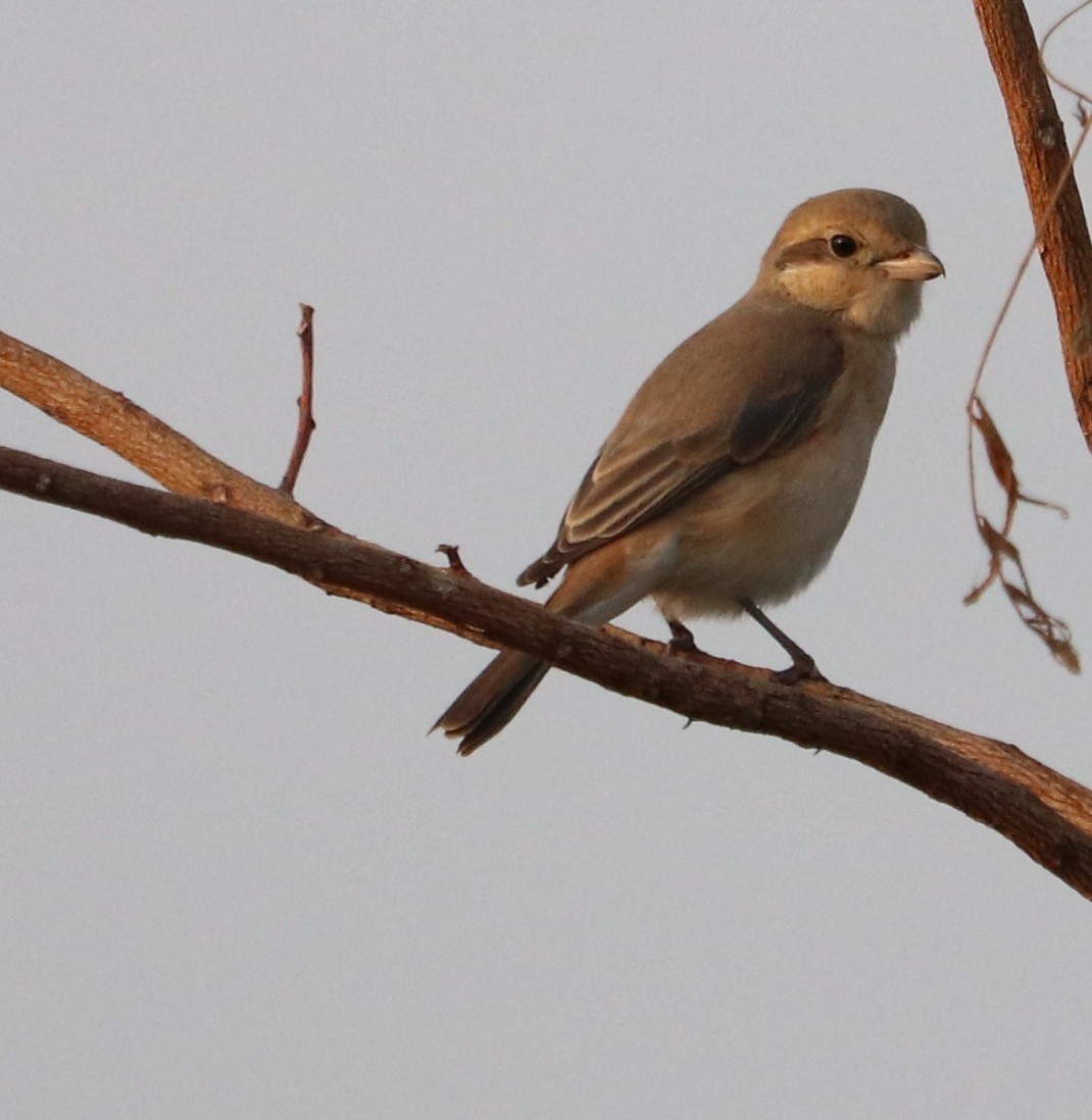 Isabelline Shrike - ML128141111