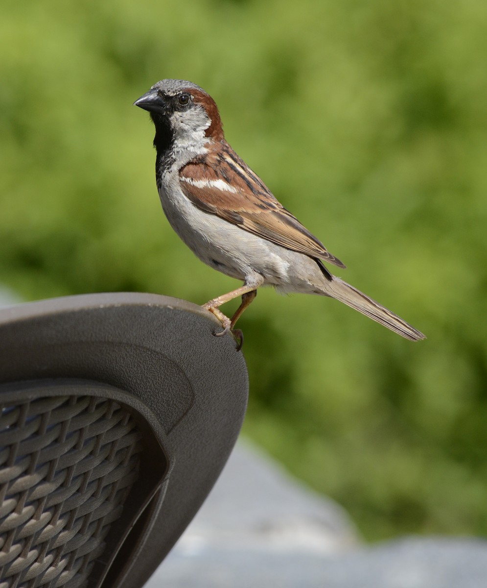 House Sparrow - Alison Davies