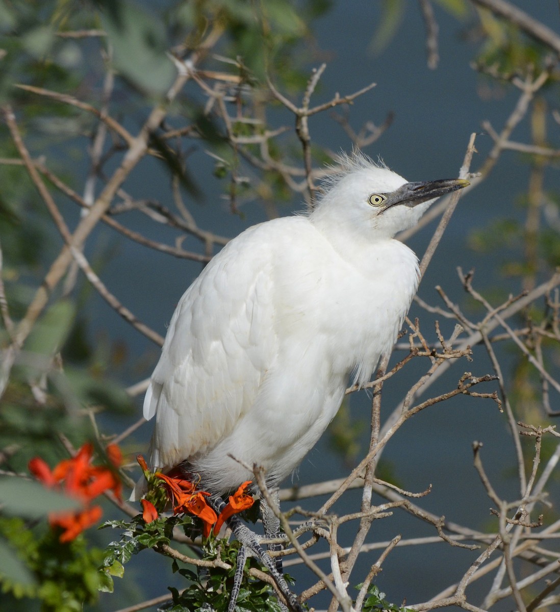 Western Cattle Egret - ML128141421