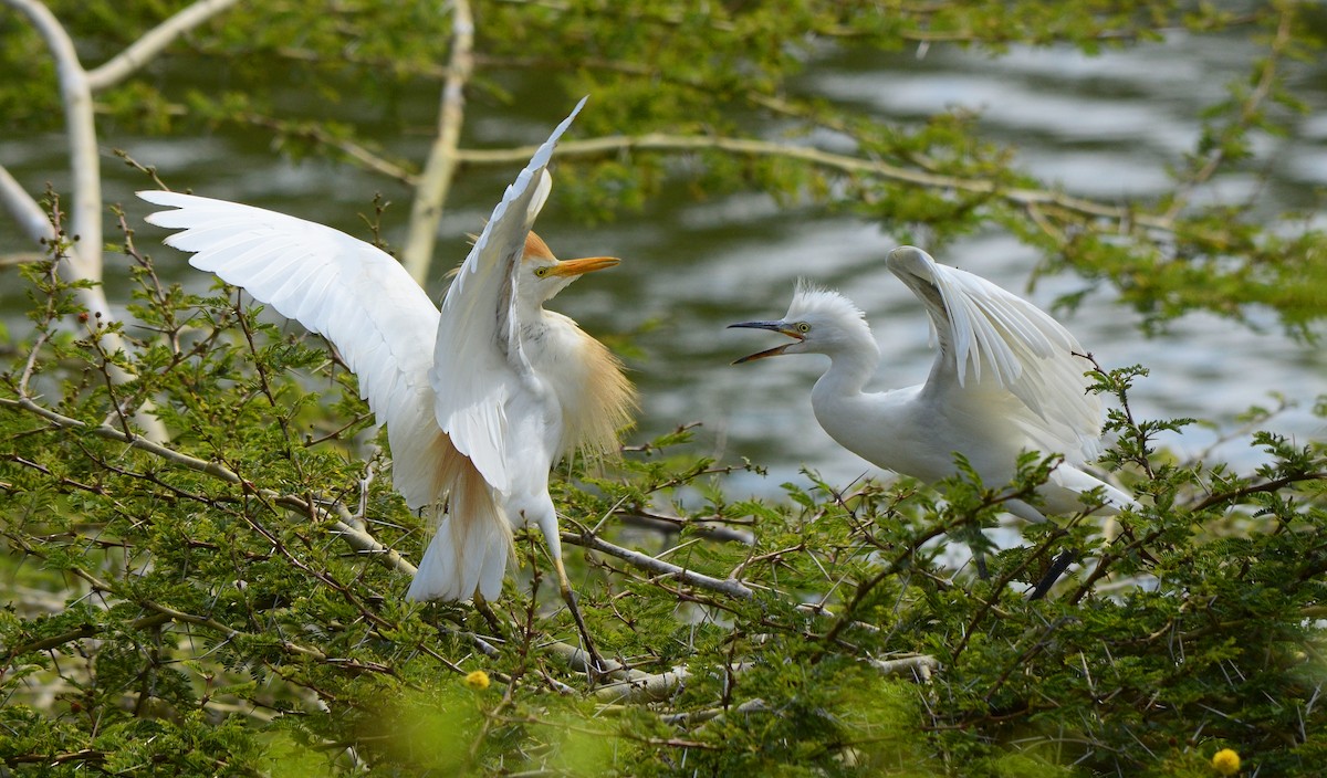 Western Cattle Egret - ML128141441