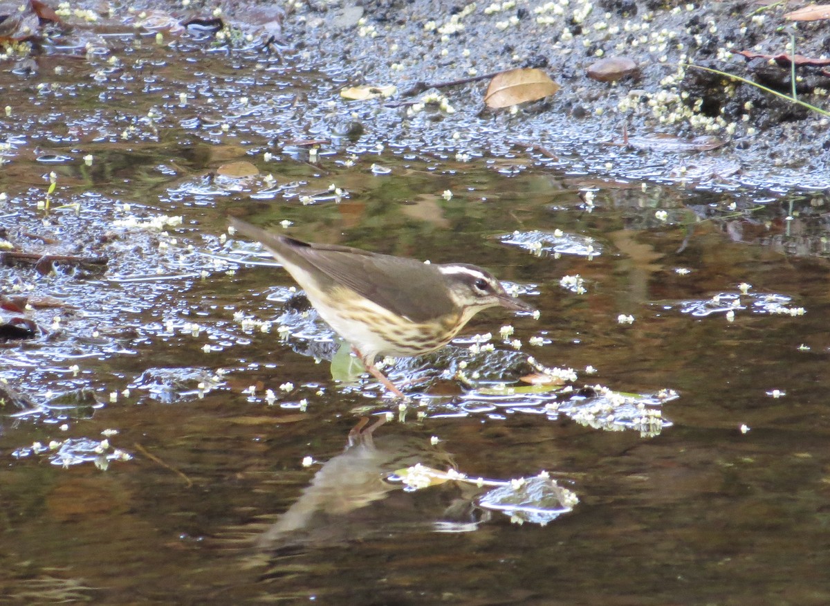 Louisiana Waterthrush - ML128143031