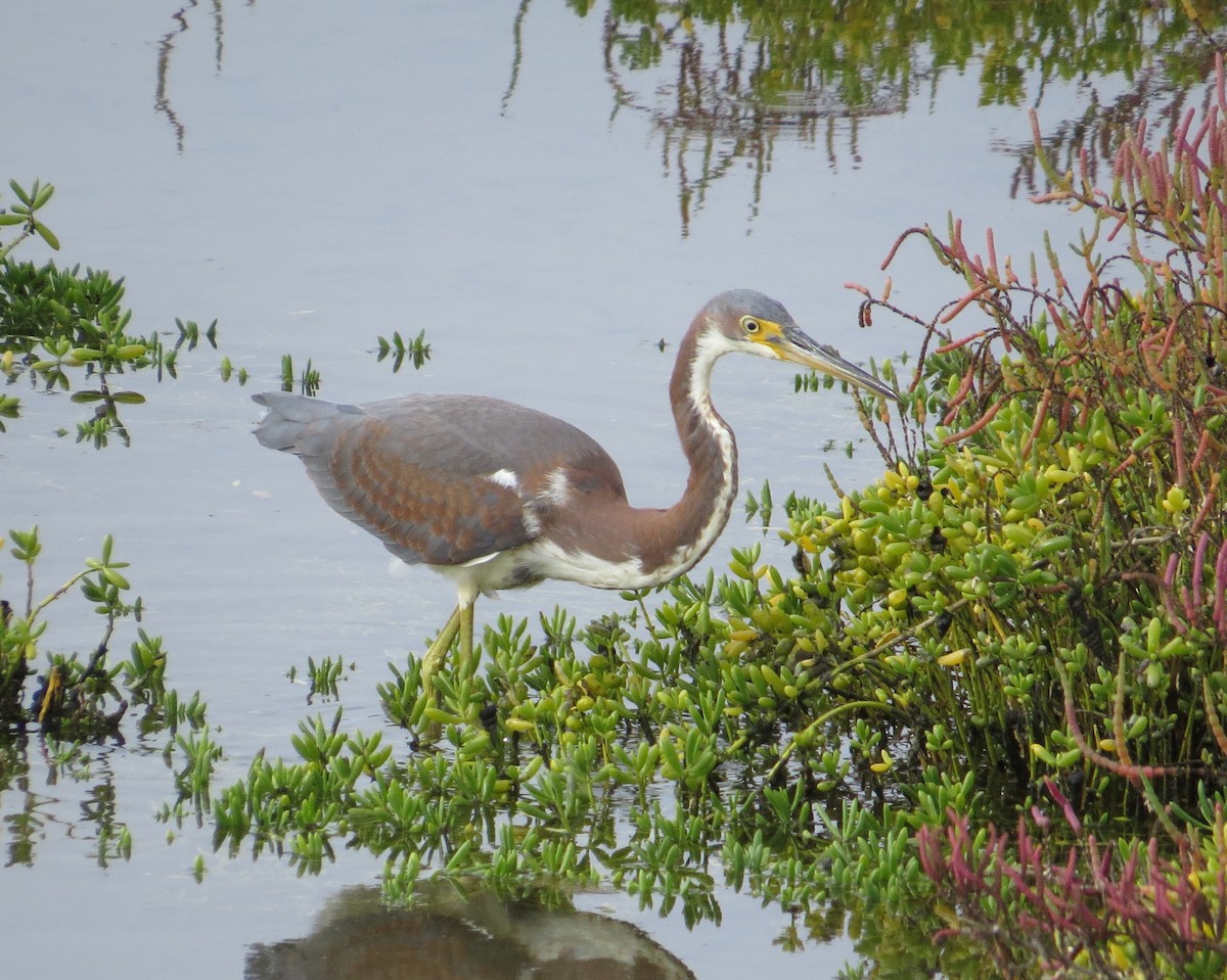 Tricolored Heron - ML128143231