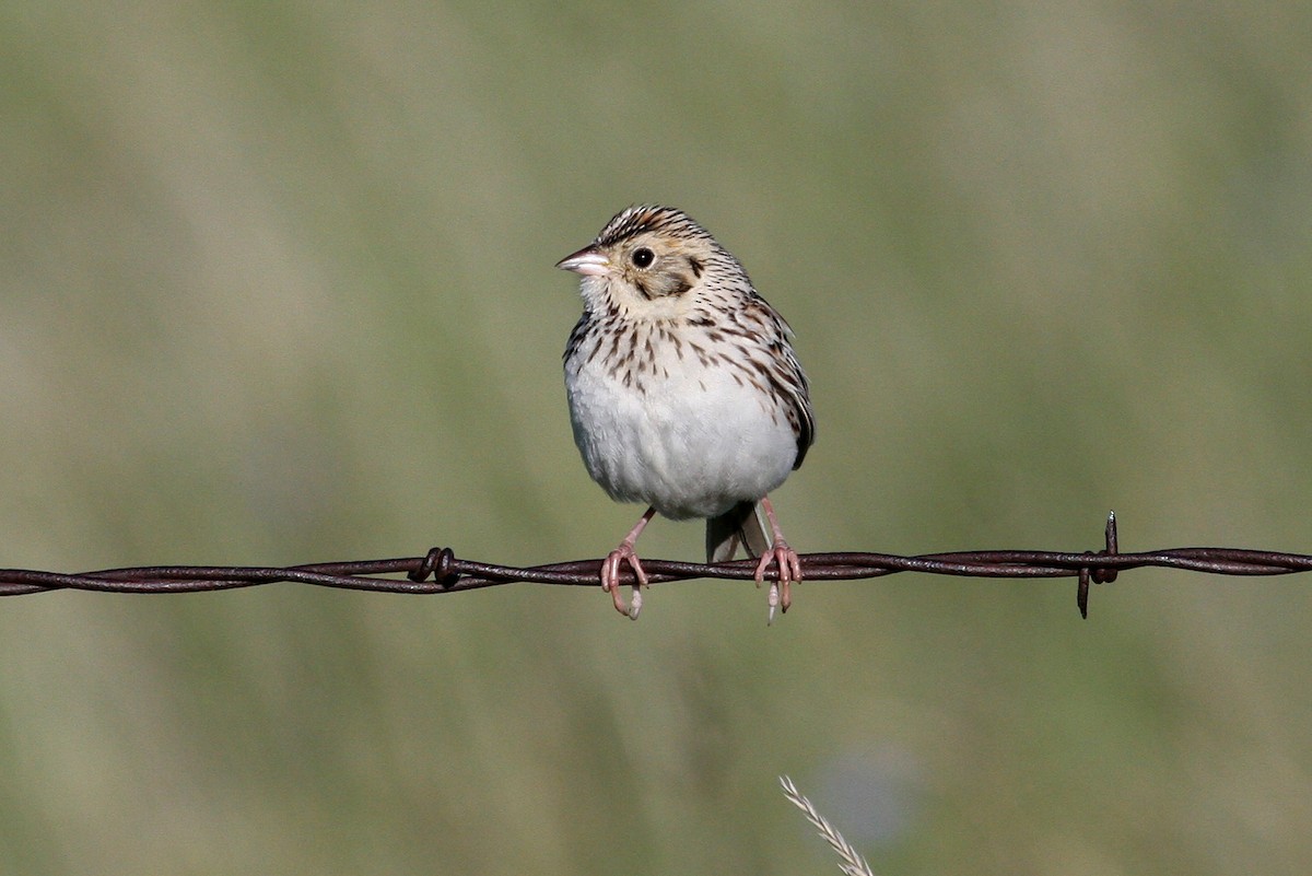 Baird's Sparrow - Steve Rottenborn