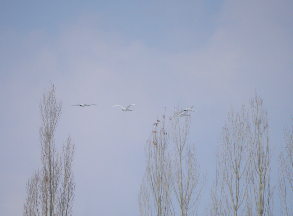 Whooper Swan - ML128147531